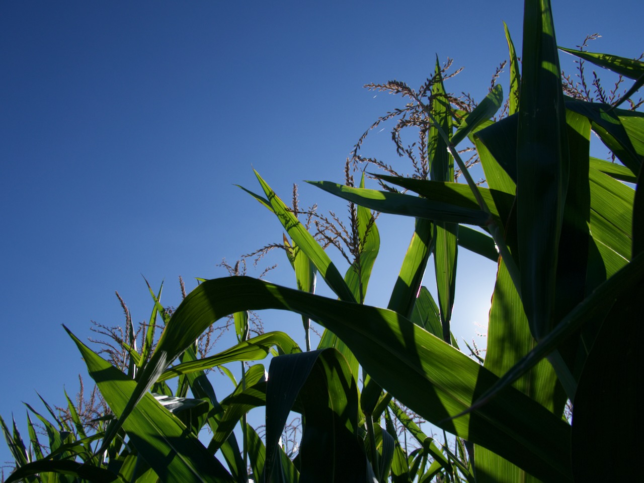 Corn tassels in a field along Cox Road, near Ionia, NY, September 2023