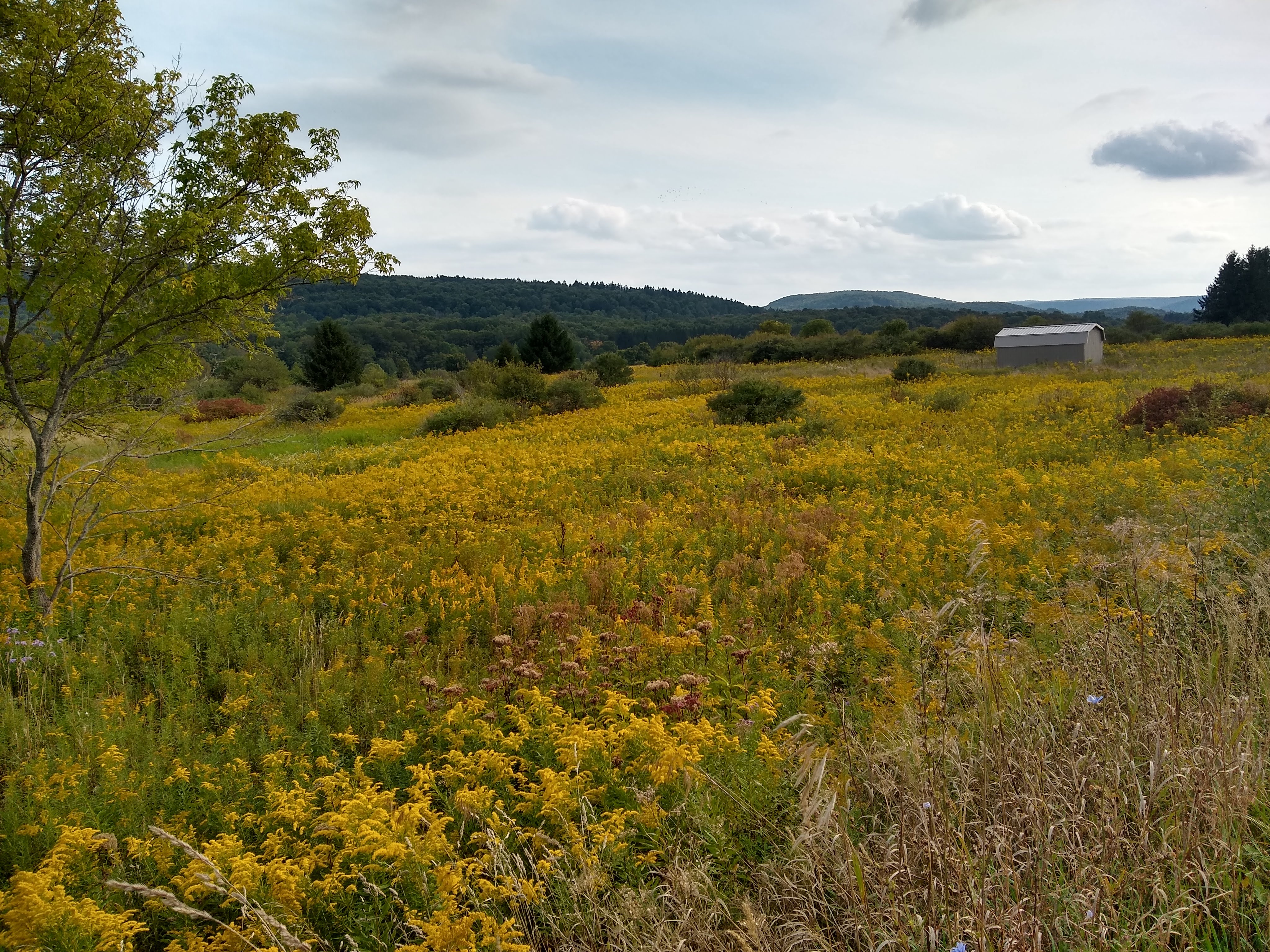 Goldenrod fills a farm field in ancestral Seneca lands in Livingston County, NY, in early fall, with low hills in the distance