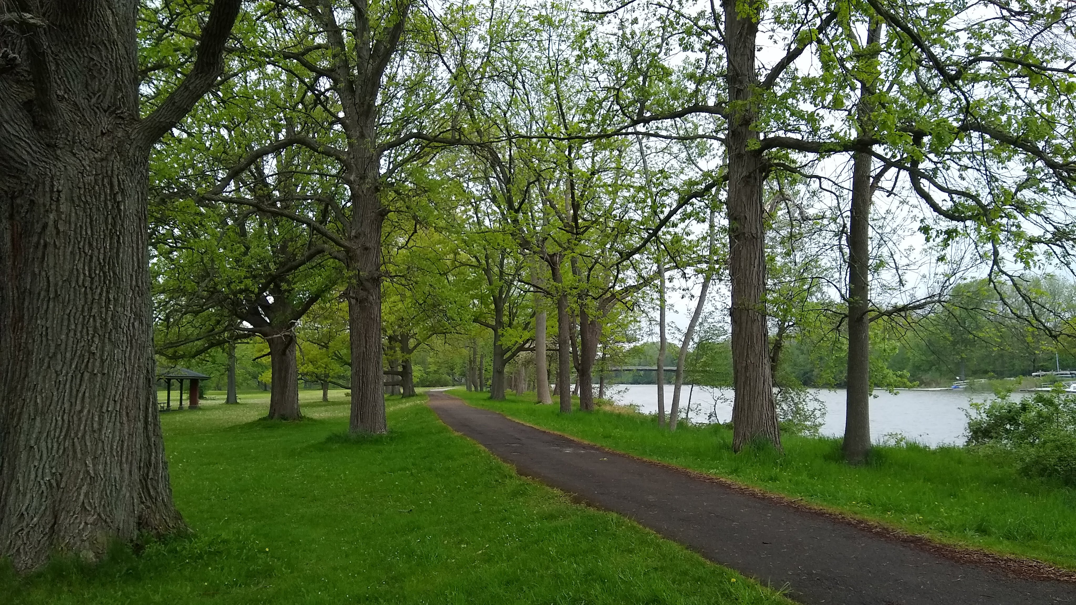 Oak trees line the walking path on the east bank of the Genesee River in Rochester's Genesee Valley Park; the trail probably follows an ancient Seneca path (photograph by Andrew Cashner, May 2022)